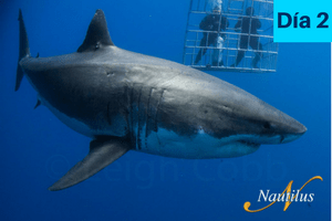 itinerario buceo tiburon blanco isla guadalupe dia 2