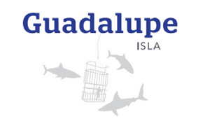 isla Guadalupe mexico tiburon blanco adevnture travel